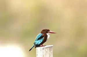 White-throated kingfisher (Halcyon smyrnensis)