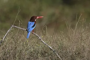 White-throated Kingfisher (Halcyon smyrnensis) perched on a branch