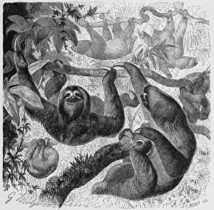 White-throated sloth or Ai, three-fingered sloth