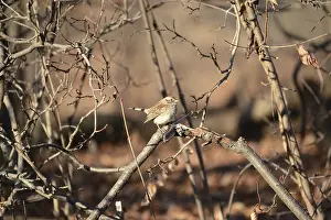 White-throated sparrow, brown-crowned morph (Zonotrichia albicollis)