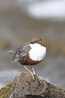 White-throated White-throated Dipper (Cinclus cinclus) standing with prey on a stone in the middle of a stream