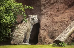 White tiger in captivity in the zoo