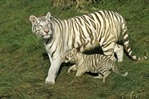 White Tiger (panthera tigris), Mother with Cub