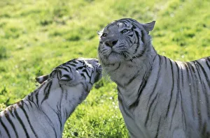 White tiger (panthera tigris), pair