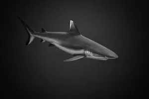 White Tipped Reef Shark in Monochrome with grain to give a menacing feel