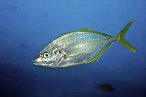 White trevally (Pseudocaranx dentex)