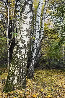 The white trunks of birches on the background of the autumn forest