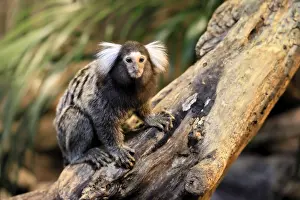 White-tufted marmoset (Callithrix jacchus)