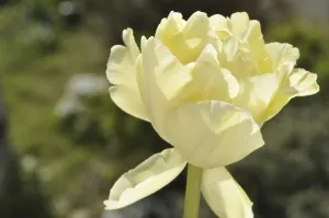 White tulip