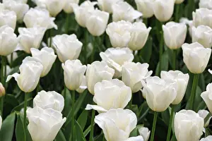 White tulips (Tulipa) in a flower bed