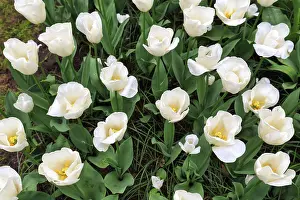 Category Historic EN Prints: White tulips (Tulipa), tulip bed