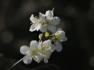 White Victoria Plum blossom against dark background