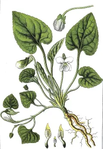 White violet (Viola alba), medicinal and useful plants
