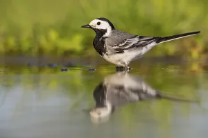 White wagtail, (Motacilla alba)