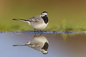 White wagtail, (Motacilla alba)