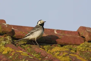 White Wagtail (Motacilla alba)