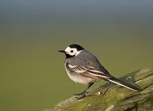 White wagtail (Motacilla alba)