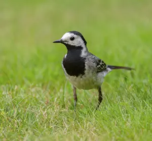 White wagtail (Motacilla alba) foraging on a lawn in a garden