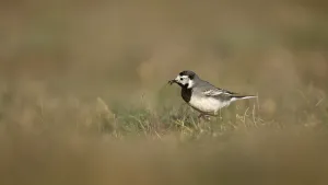 White wagtail (Motacilla alba) with insect in beak