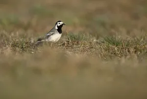 White wagtail (Motacilla alba) with insect in beak
