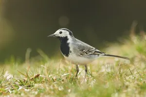 White wagtail (Motacilla alba) sitting on a meadow
