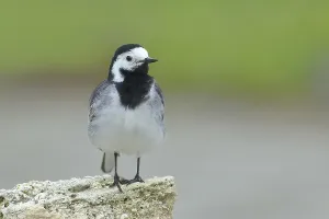 White wagtail (Motacilla alba) standing on stone