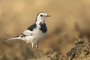 A white wagtail (Motacilla alba) stands on the ground against a blurred background