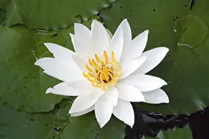 White Water-lilies