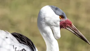 A white Wattled Crane of the Gruidae Family named for the red wattle below its bill