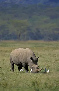 WHITE white rhinoceros (ceratotherium simum)