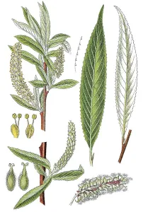 White Willow (Salix alba), medicinal plant