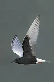 White-winged Black Tern (Chlidonias leucoptera) adult