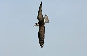 White-winged Black Tern (Chlidonias leucoptera) juvenile