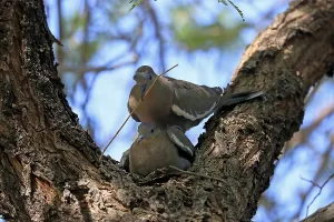 White-winged dove (Zenaida asiatica)