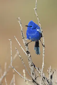 White-winged Fairywren (Malurus leucopterus) male