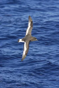 White-winged Petrel, Antarctic Petrel