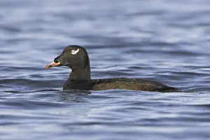 White-winged Scoter (Melanitta deglandi) male