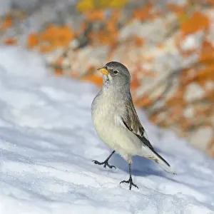 White-winged snowfinch (Montifringilla nivalis)