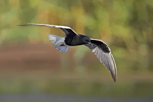 White-winged Tern, (Chlidonias leucopterus)