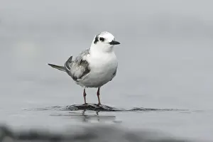 White-winged Tern (Chlidonias leucopterus)