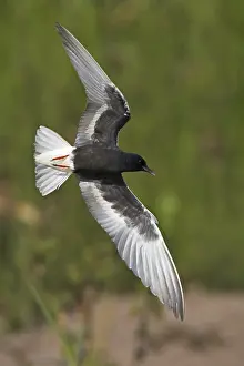 White-winged Tern (Chlidonias leucopterus) flying