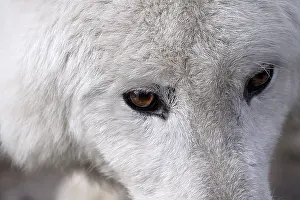 White wolf with brown eyes