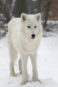 White Wolf (Canis lupus)