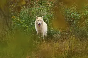 A white wolf looks out of thick vegetation and awakens a sense of curiosity