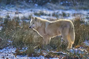 A white wolf stands in a snow-covered meadow