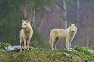 Two white wolves standing vigil in the rain in a foggy and humid autumn environment