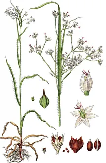 White Wood-rush (Luzula luzuloides)