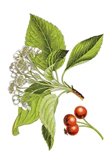 Whitebeam, Service tree (Sorbus)