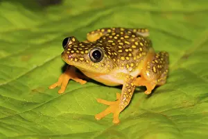 Whitebelly reed frog (Heterixalus Alboguttatus)