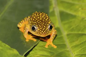 Whitebelly reed frog (Heterixalus Alboguttatus) sitting on leaf in rainforest
